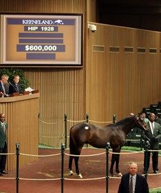 Hip 1928, a son of Bernardini from the female family of Frosted, topped the session Sept. 19 Hip 1928, a son of Bernardini from the female family of Frosted, topped the session Sept. 19