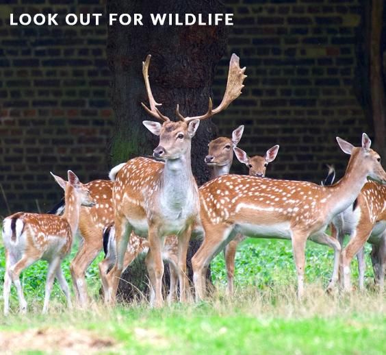 Wildlife at Greenwich