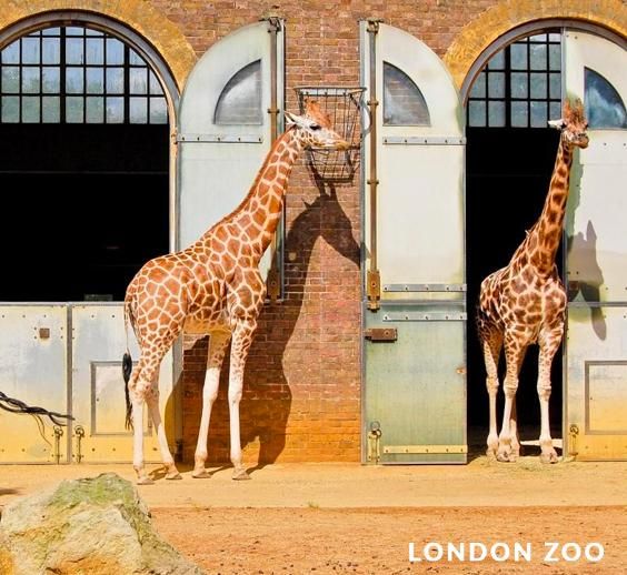 London Zoo