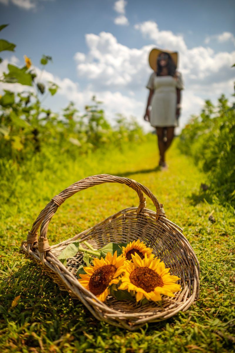 Burnside Farms in Haymarket Virginia | Being 30 by popular D.C. lifestyle blogger, Alicia Tenise: image of Alicia Tenise standing in a sunflower field and wearing a Hat Attack Coco Sunhat and Abercrombie and Fitch Puff-Sleeve Linen-Blend Mini Dress.