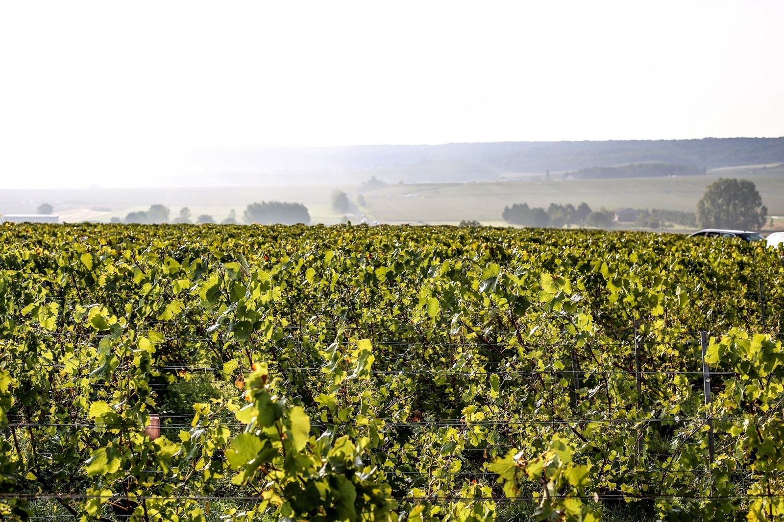 meetmeinparee-cattierchampagne-reims-france-placestovisitinfrance
