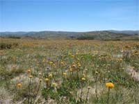 Bogong subalpine grassland in Australia