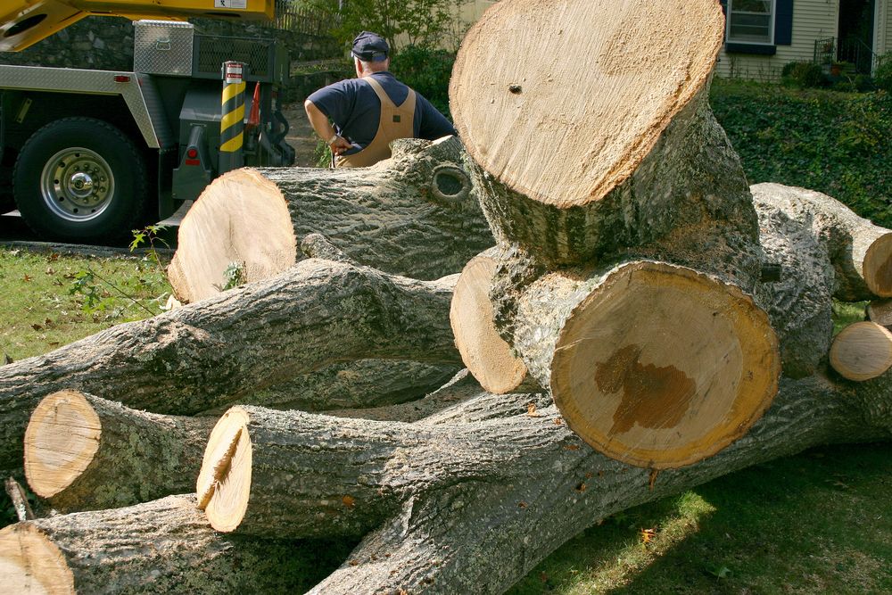 Tree Removal Ringwood