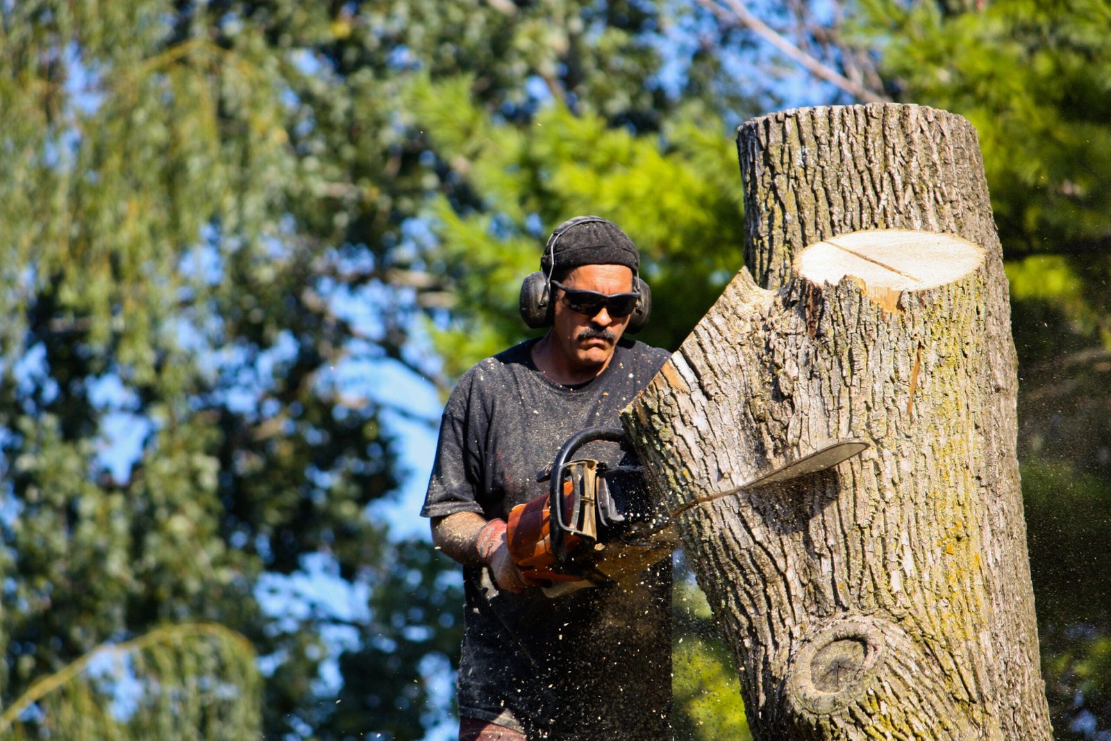 Tree Removal Melbourne