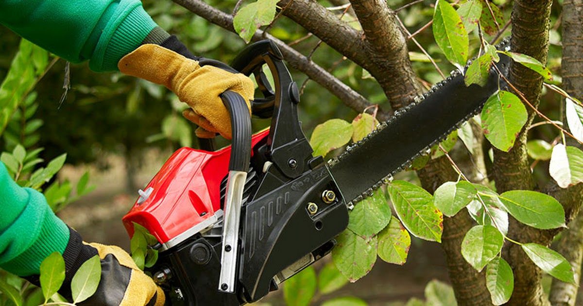 Tree trimming Mornington Peninsula