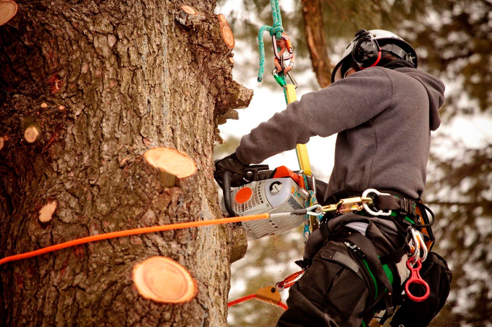 Boroondara Tree Removal