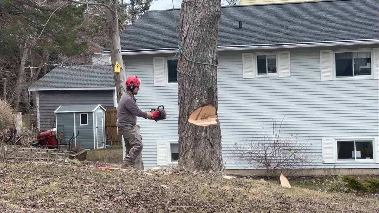 Tree removal services