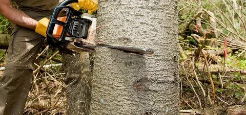 Tree removal services