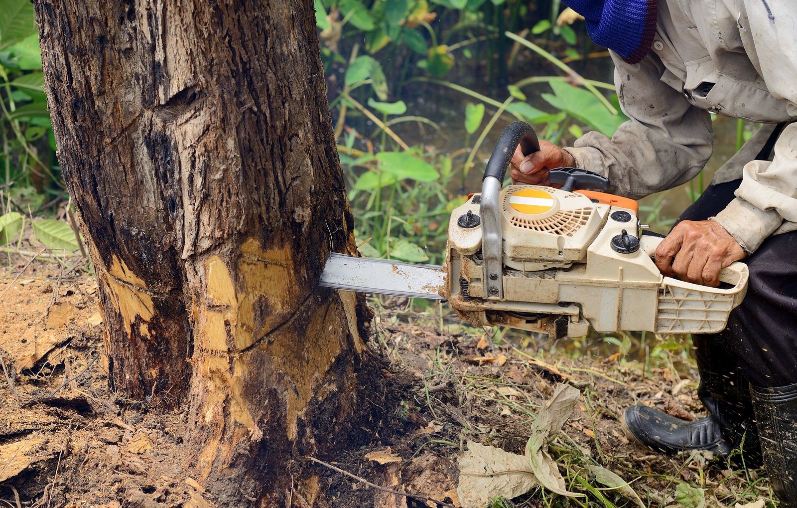 Boroondara Tree Removal