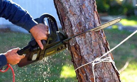 Tree Removal Yarra Ranges