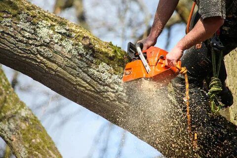 tree removal
