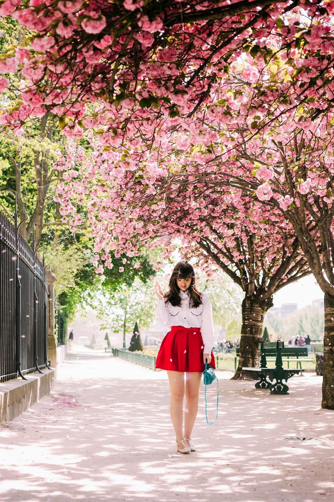 Cherry blossom trees