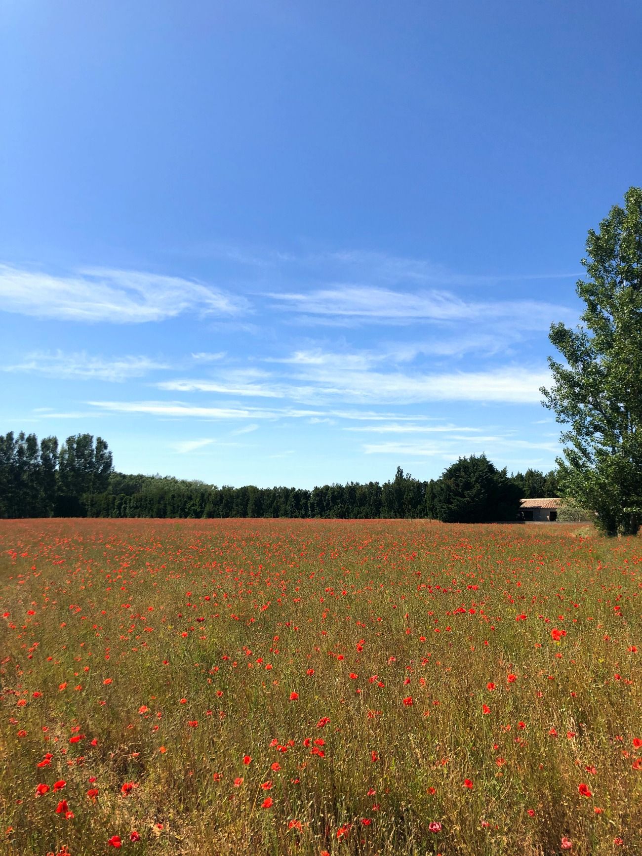 Provence Poppy Fields I wit & whimsy