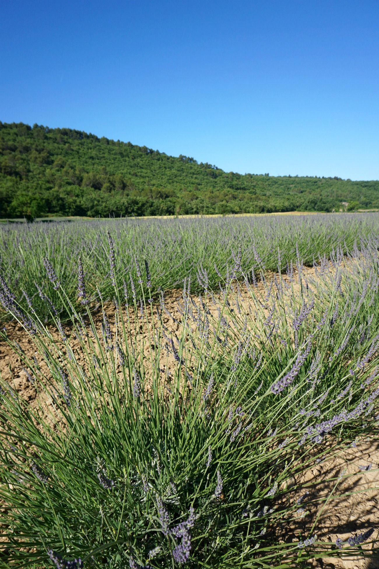 Lavender in Provence I wit & whimsy