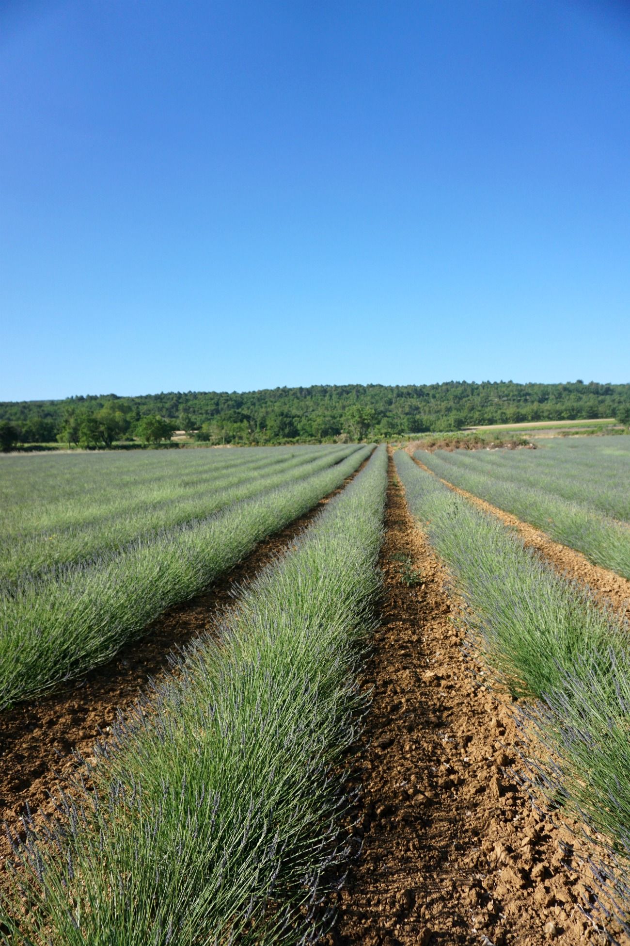 Lavender in Provence I wit & whimsy