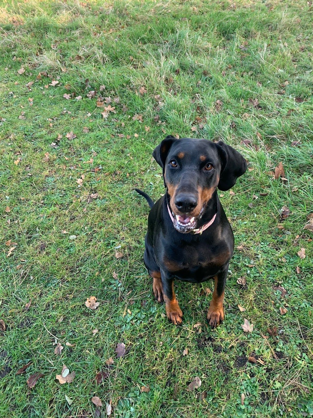 Christmas Gift Guide For Dogs