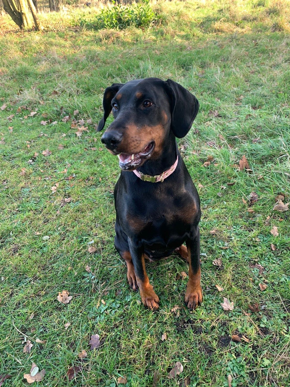 Christmas Gift Guide For Dogs