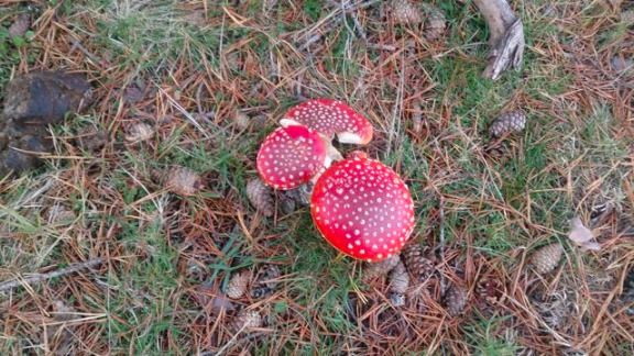 Poisonous mushrooms in Puerto de las Señales
