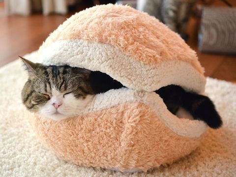 Cat in bed