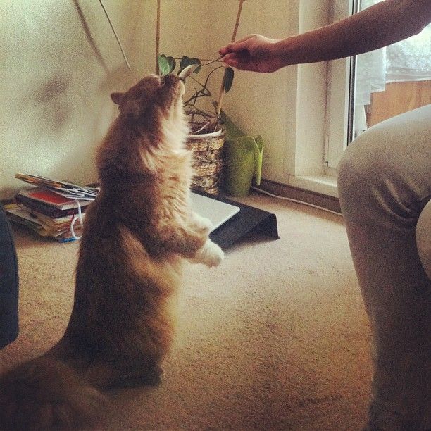 5c1b2cea93cc11e2bad822000a9f3047_7